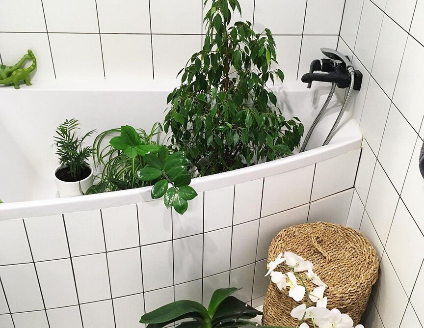 Gorący prysznic dla roślin domowych: nie zdziw się, ale oni naprawdę tego potrzebują